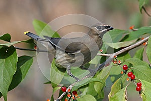 Cedar Waxwing