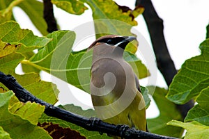 Cedar Waxwing Bandit Bird
