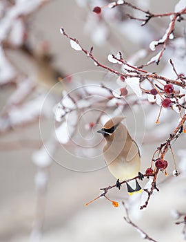 Cedar Waxwing