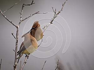 Cedar Waxwing