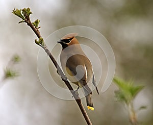 Cedar Waxwing