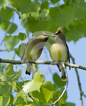 Cedar Waxwing