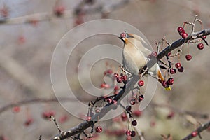 Cedar Waxwing