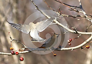 Cedar Waxwing