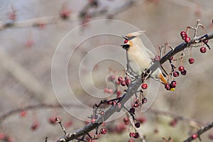 Cedar waxwing