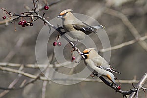 Cedar waxwing