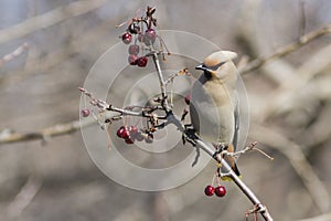 Cedar waxwing