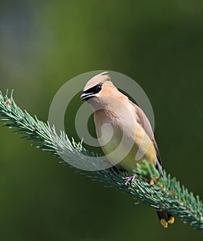 Cedar Waxwing