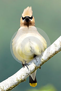 Cedar Waxwing