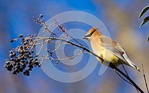 Cedar Waxwing