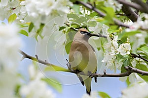 Cedar Waxwing  802392