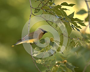 Cedar Waxwing