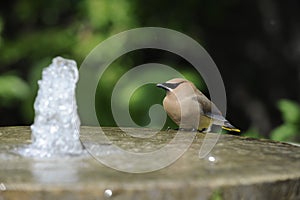 Cedar Waxwing