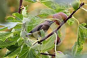 Bandit Bird Fig Tree 06