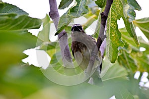 Cedar Waxwing Bird in Fig Tree 02