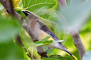 Cedar Waxwing Bird in Fig Tree 12