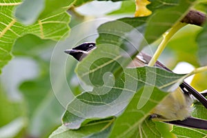 Cedar Waxwing Bird in Fig Tree 16