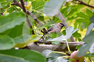Cedar Waxwing Bird in Fig Tree 49
