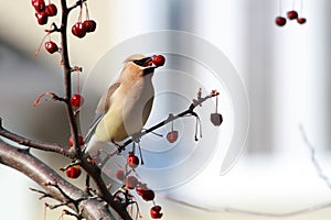 Cedar waxwing bird