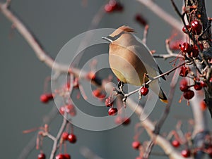 Cedar waxwing bird