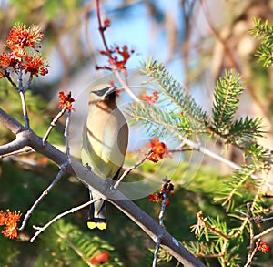 Cedar Waxwing bird photo