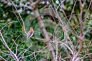 Cedar Waxwing bird in backyard tree