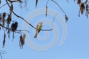 Cedar waxwing bird Bombycilla cedrorum perches on a tree