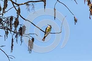 Cedar waxwing bird Bombycilla cedrorum perches on a tree