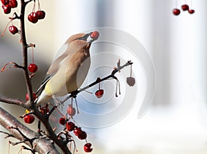 Cedar waxwing bird