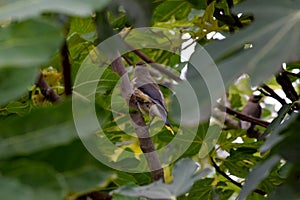 Cedar Waxwing Bird in Fig Tree 05