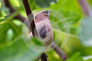 Cedar Waxwing Bird in Fig Tree 09