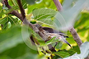 Cedar Waxwing Bird in Fig Tree 20