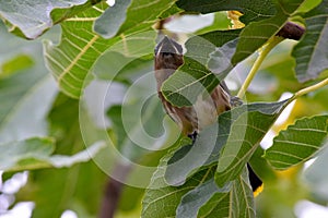 Cedar Waxwing Bird in Fig Tree 22