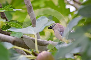 Cedar Waxwing Bird in Fig Tree 51