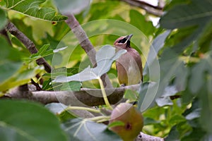 Cedar Waxwing Bird in Fig Tree 57