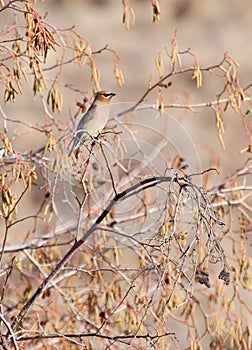 Cedar Waxwing Bird in Golden Foliage