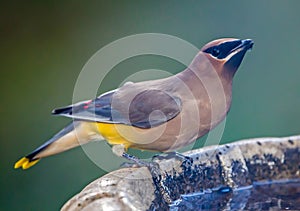 Cedar Waxwing Bird Perched on a Bird Bath