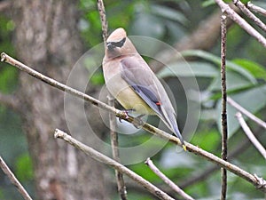 Cedar Waxwing Bird Perched on Branch: A cedar waxwing bird is perched on a tree branch