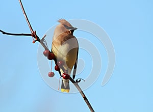 Cedar waxwing bird