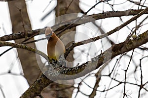 Cedar waxwing bird perched in a tree