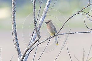 Cedar Waxwing bird