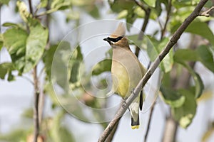 Cedar Waxwing bird