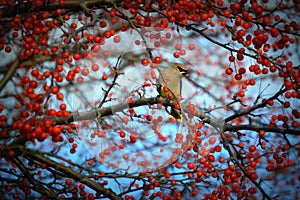 Cedar Waxwing Bird Surrounded by Berries