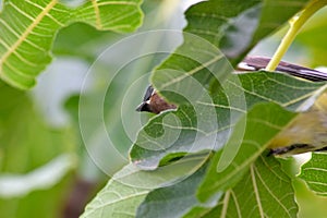 Cedar Waxwing Bird in Fig Tree 18