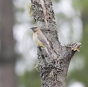 A cedar waxwing bird on a tree in summer