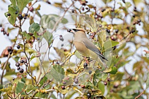 Cedar waxwing bird