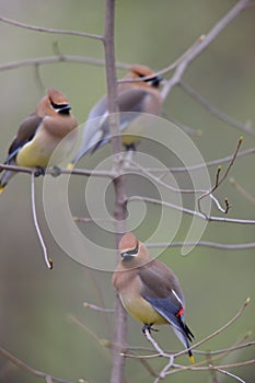 Cedar Waxwing (Bombycilla cedorum cedorum)