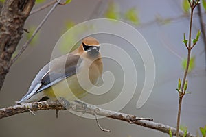 Cedar Waxwing (Bombycilla cedorum cedorum)