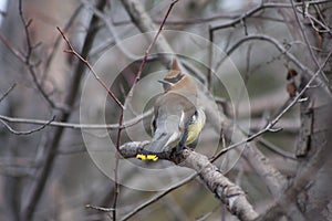 Cedar Waxwing (Bombycilla cedrorum)