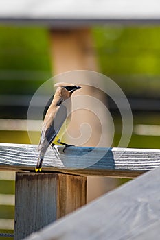 Cedar Waxwing Bombycilla cedrorum